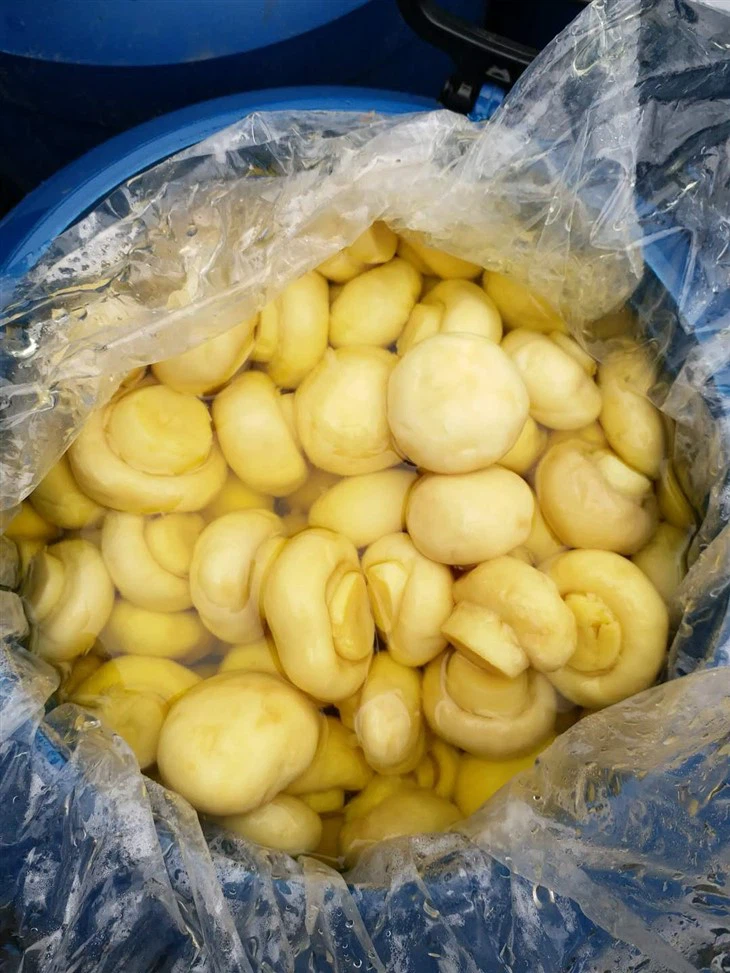 Chinese Preserved Champignon in Barrel